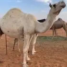 لقحة ثنو سليمة العذاريب شرط الموقع رماح للتواصل