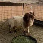 للبيع نعيم خروف ورخال