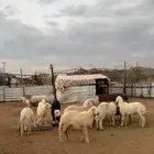 طليان ذبايح