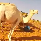أبل بكار انتاج الباتل