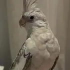 كروان مفقود