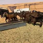 معزا للبيع