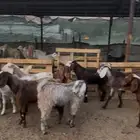 تيوس جبره مخصاء ومقفله شحم اللبيع جمله وتفريد