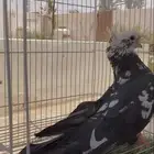 طيور حمام قطيفي