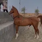 خيل شعبي للبيع.