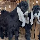 تيوس عوارض