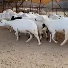 غنم حرش طيبه