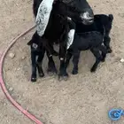 عنز تحته ثلاث