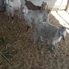 تيوس للبيع