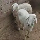 للبيع ثنيان بلدي نضيفه وع الشرط