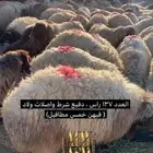 غنم شرط الضريع