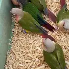 احتاج طير ببغاء كنيور