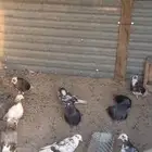 للبيع حمام قطيفي قلاب