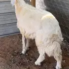 طلي حري فاخر للبيع