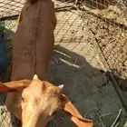 تيس ادهم للبيع