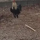 ديك باكستاني شرط