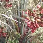 نخل عربي مثمر وسعر طيب صقعي ومجدول وعجوه