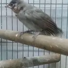 للبيع. ب65 بلبول حساوي شرط صحه ونضفه إلا يبي يكلمني خاص