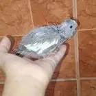 للبيع كراون فرخ الصحه100 100وعلي شرط