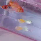 حوض سمك صغير للبيع