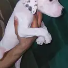 جراوي دوقو ارجنتينو ( مستوى ابطال ) للبيع