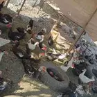 ذكور بط مصري