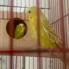 طيور ببغاء بادجي
