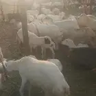 ضان بلدي قرايب ومواليد سليم من جميع الامراض