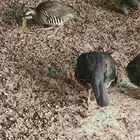 حجل شنير انتاج وفروخ