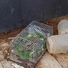 ذكور ارنب طيبه عمر سنه ونصف وزن 4 كيلو