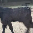 تيس ذبيحة للبيع