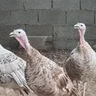 دجاج رومي للبيع