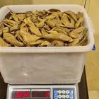 عود طبيعي موروكي آصقون سوبر مرتفع