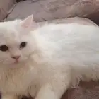 قطط للتبني