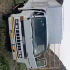 دينا ايسوزو نحل