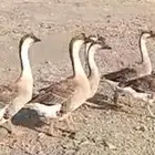 وز عراقي