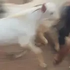 تيوس مخصاه مستوى فاخر