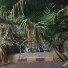 شجر واشنطني للبيع