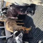 3 تيوس اعمارها ثلاثه أشهر فل الفل شحم