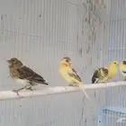كناري طبات .. تم البيع