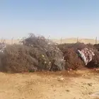 قشرة مخرطه