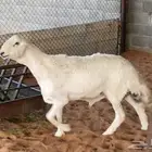حري خصم مشروع فخل