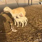 رخله رباع طيبه مرة تحتها 3
