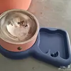 مستلزمات قطط