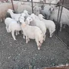 5 طليان اعمارها ثلاثه أشهر