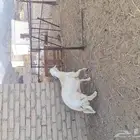 السلام عليكم. للبيع خروف ماشالله تبارك. مقفل شحم ولاحم