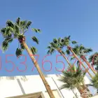 تكريب وتنضيف وتقليم وقص الجريد اليابس