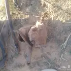 دودة دركسيون وباكم سيرفو حصنية