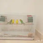 طيور حب جوزين عيون الجواء