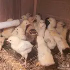 صيصان دجاج تركي